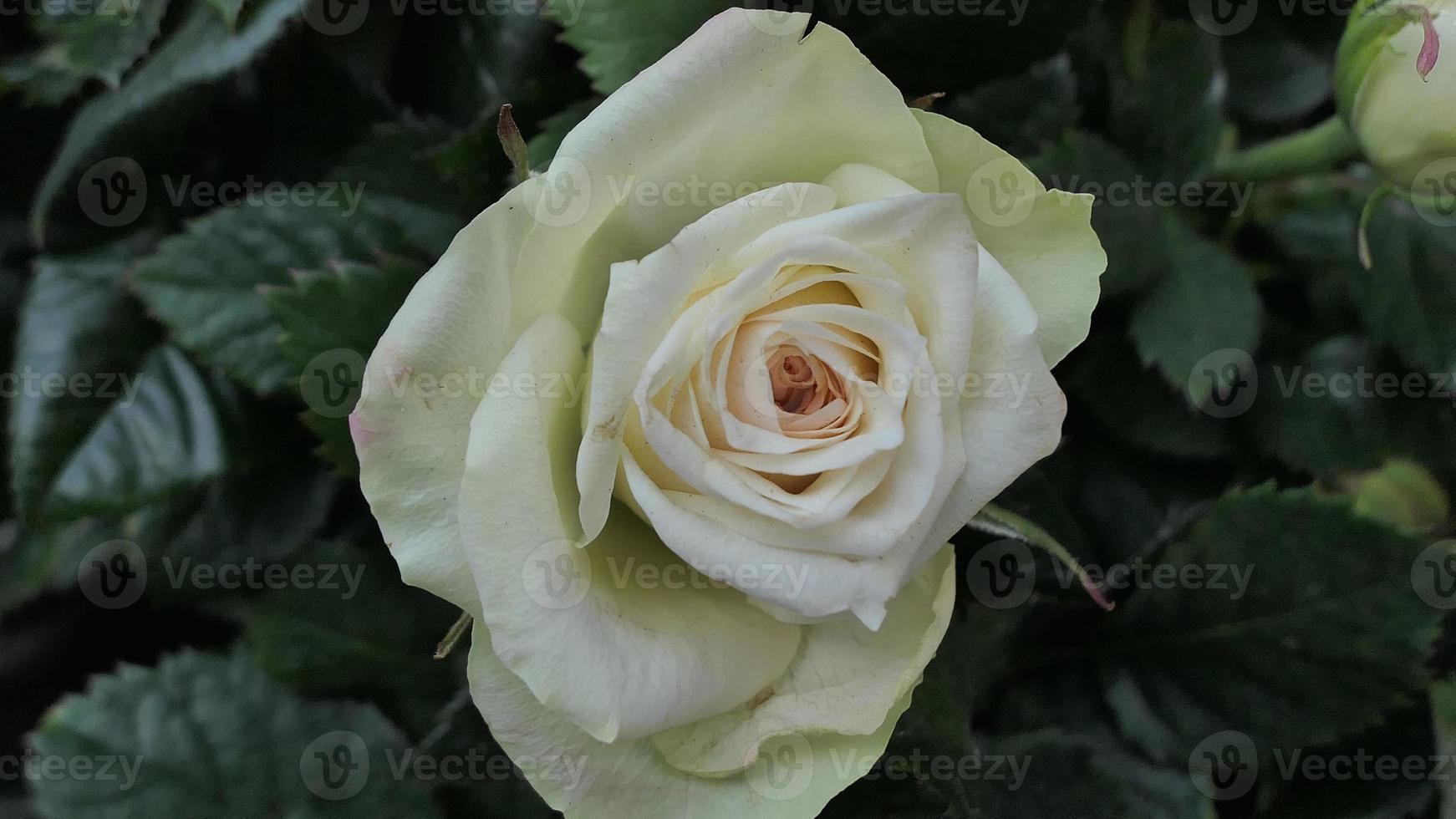 un hermosa Rosa flores al aire libre rosas en el jardín naturaleza antecedentes foto