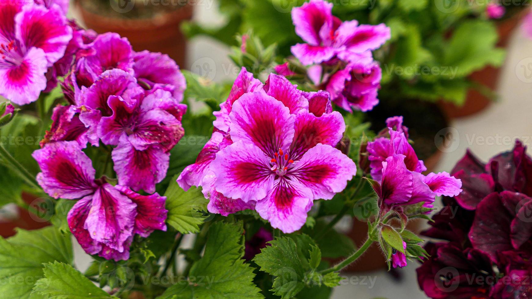 A beautiful geraniums flowers outdoors photo