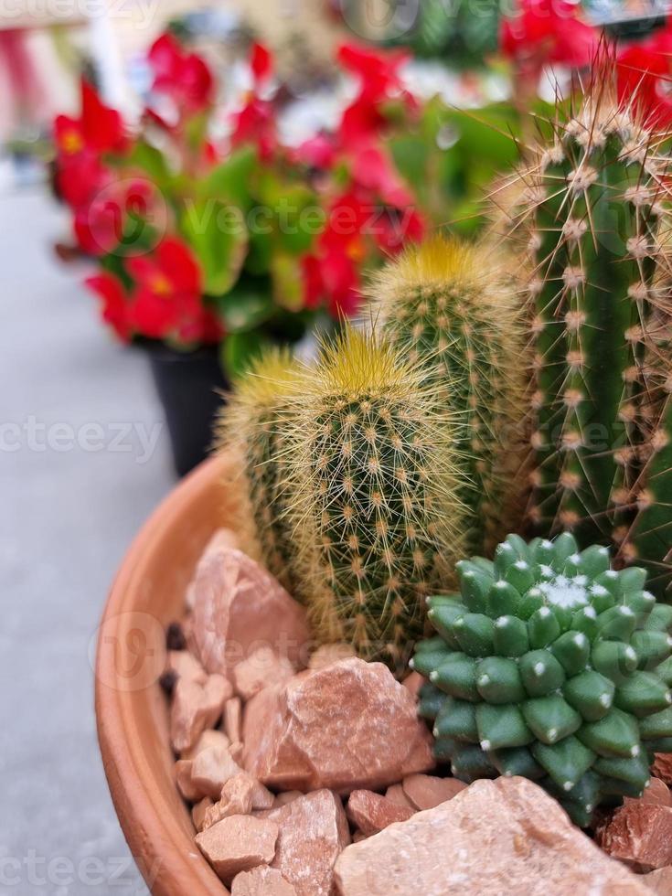 Miniature home flowers succulents and cactus in the greenhouse Nature background photo