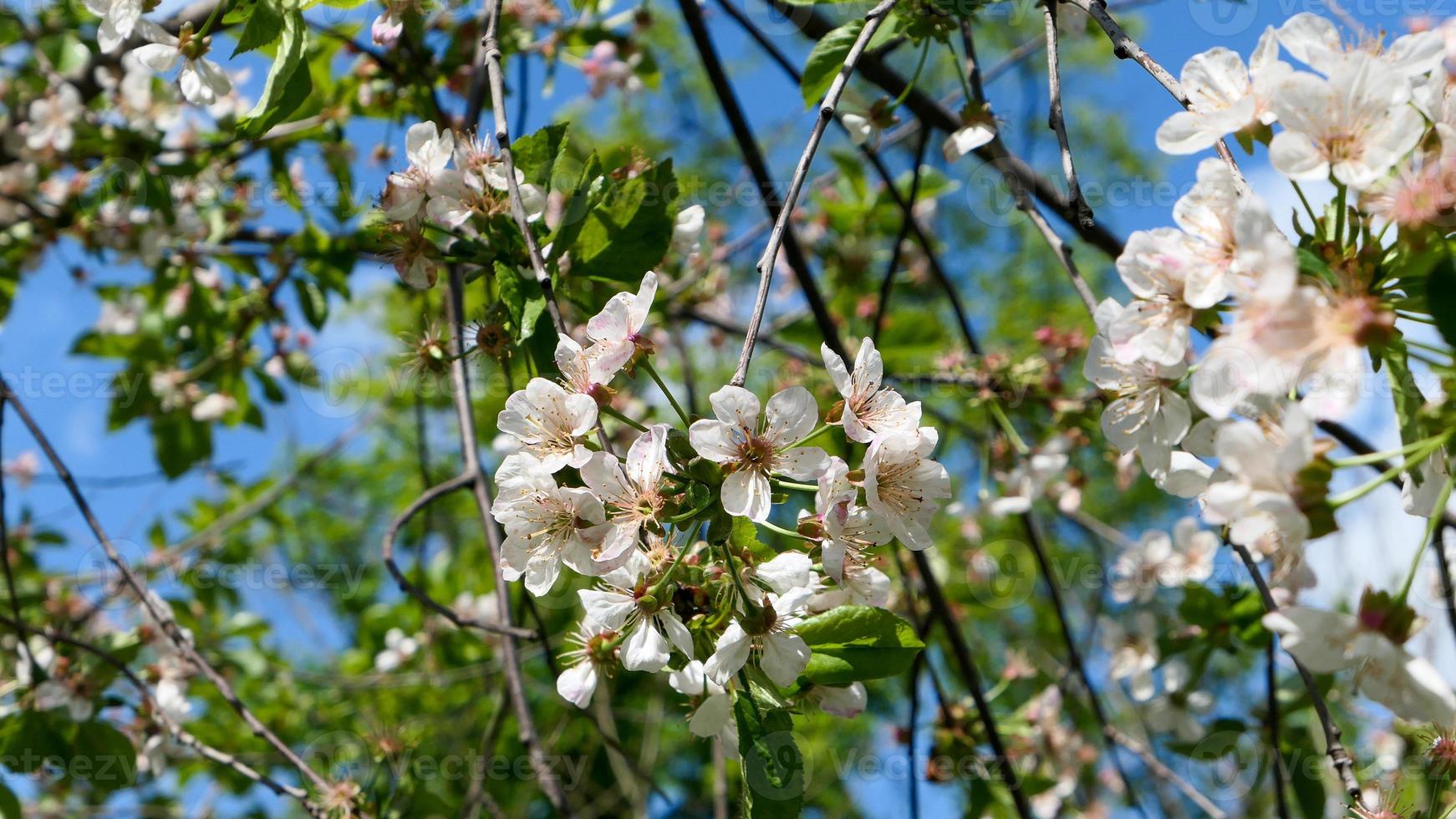 Beautiful sakura flowers photo