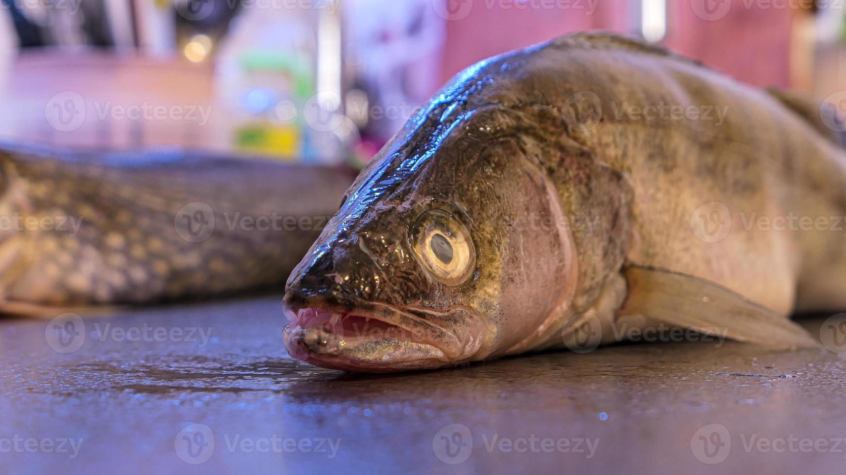 Zander river fish Freshwater Pike perch fish photo