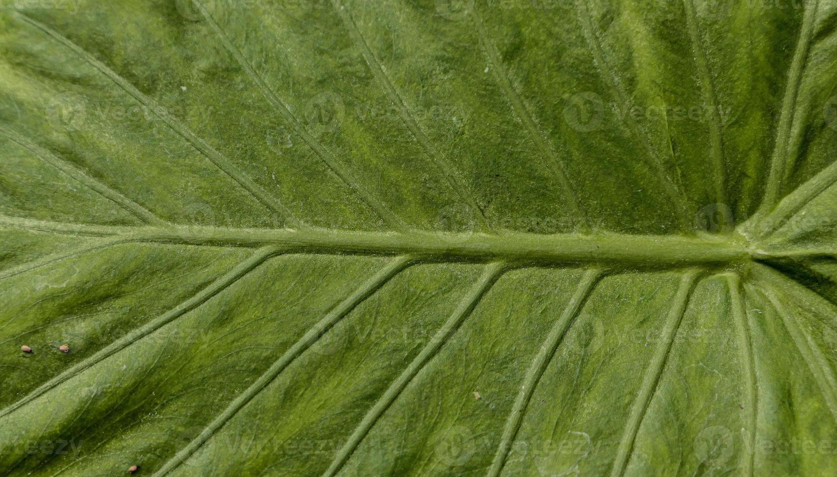 Close up of Green leaf texture photo