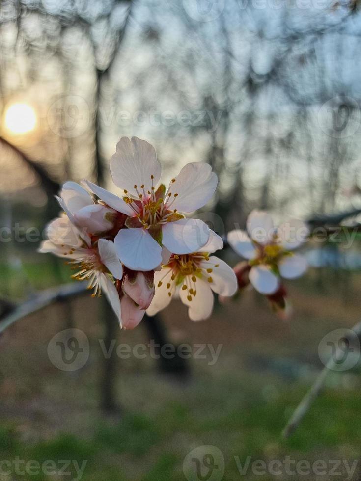 Beautiful sakura flowers photo