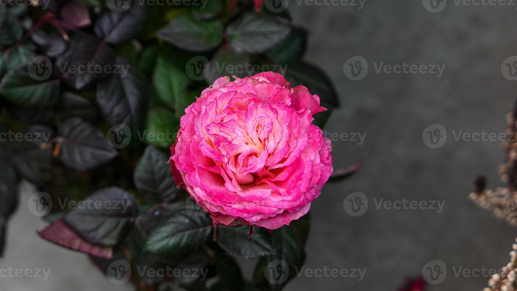 A beautiful rose flowers outdoors photo