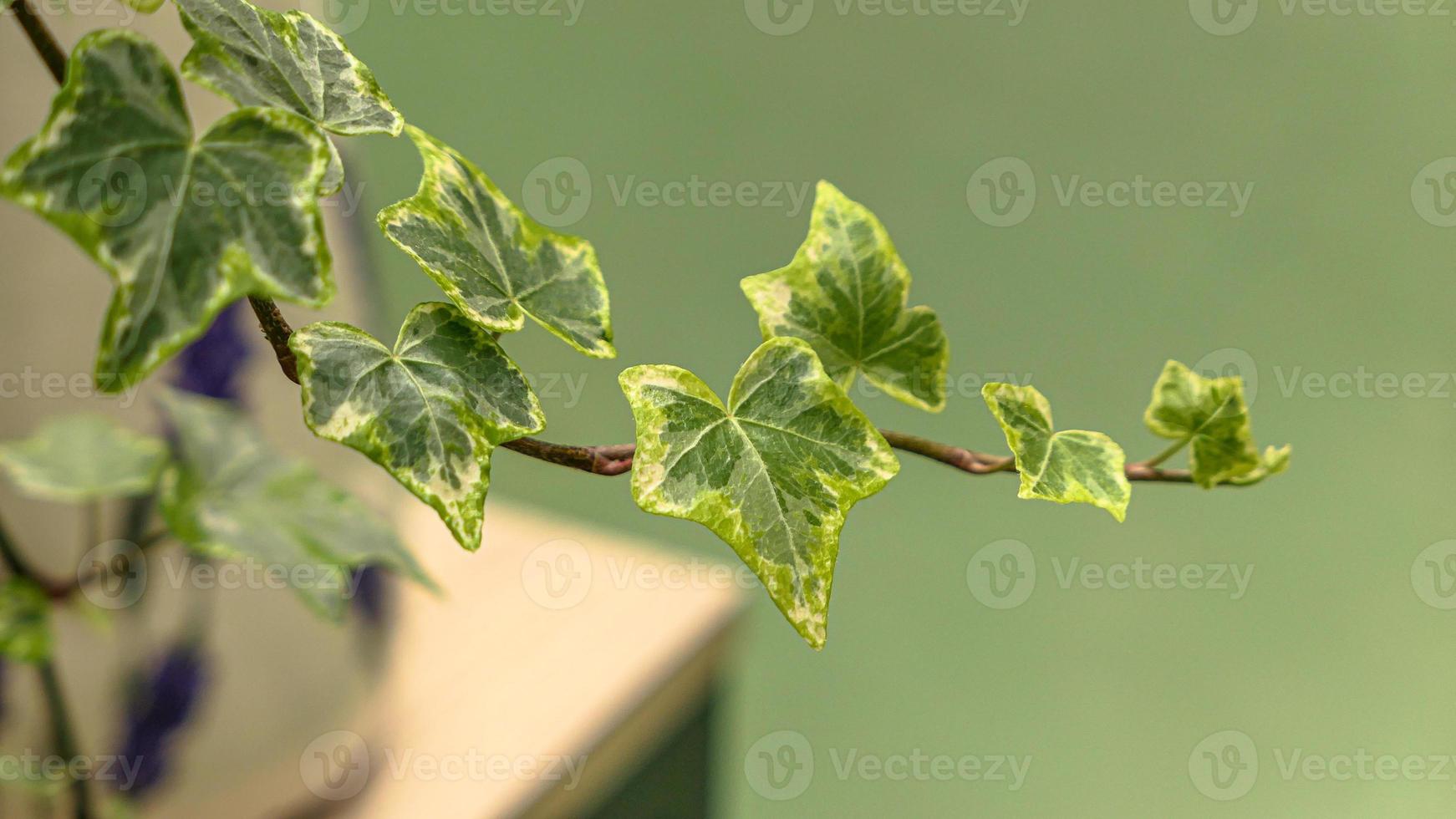 Green leaves wall background wild grapes foliage texture photo