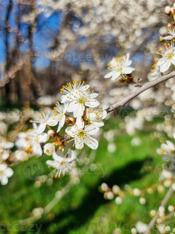 Beautiful sakura flowers photo