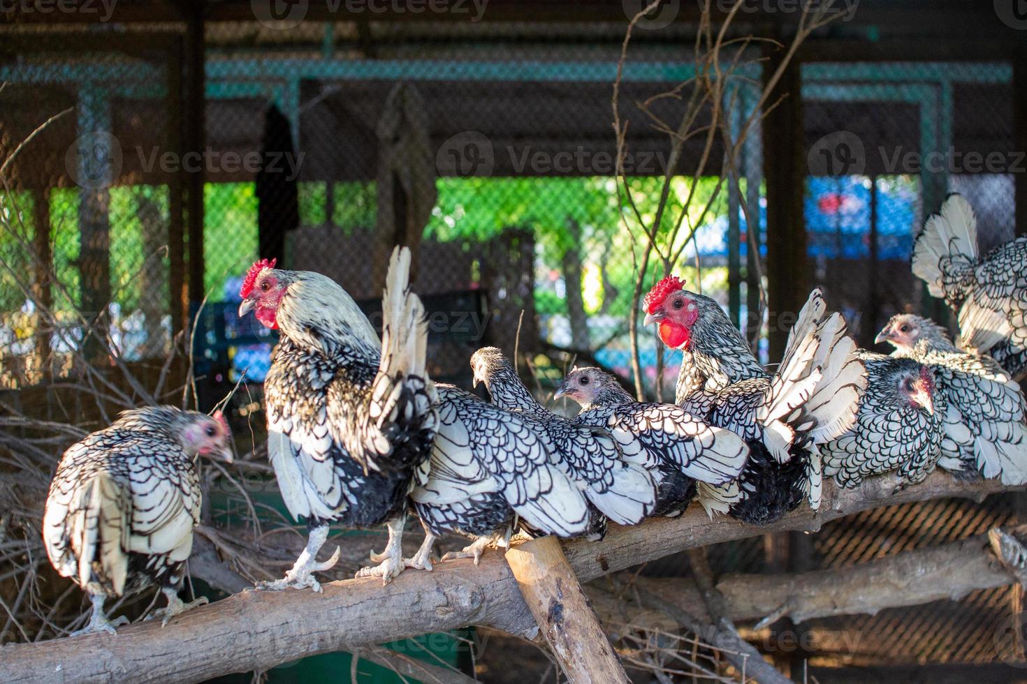 Wyandotte chicken wildlife animal portrait in the zoo photo