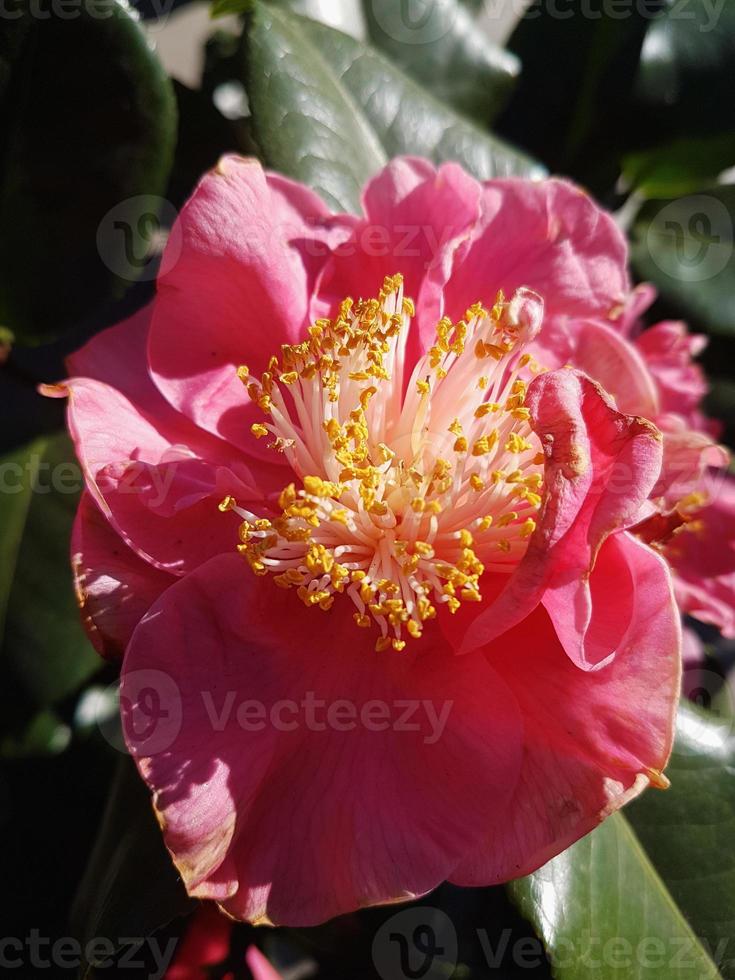 Beautiful camellia flower in a greenhouse photo