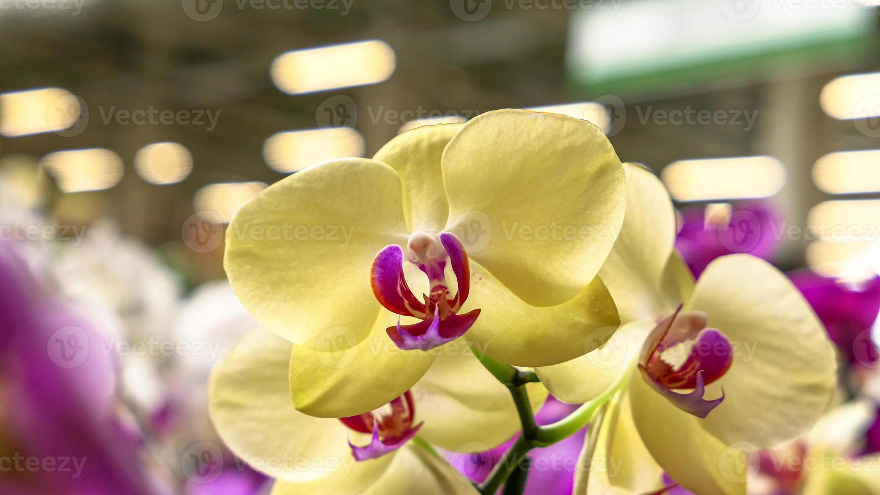 Beautiful phalaenopsis orchids photo