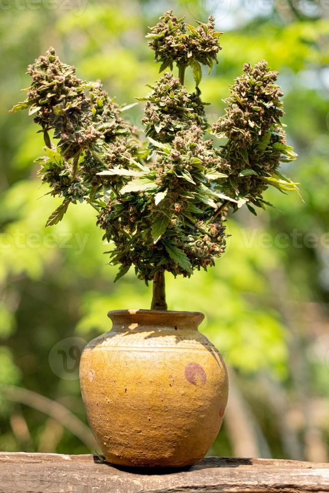 Bonsai Blue Dream cannabis indica breed growing in a clay jar photo