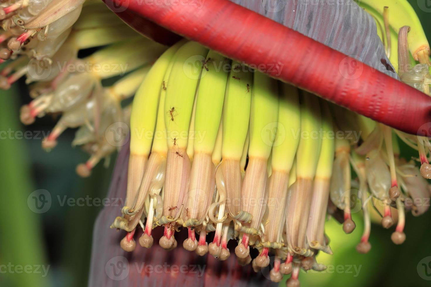 Banana flower, colourful,red flower in Betul madhya pradesh,colourful banana flower in the full bloom, nature shine photo