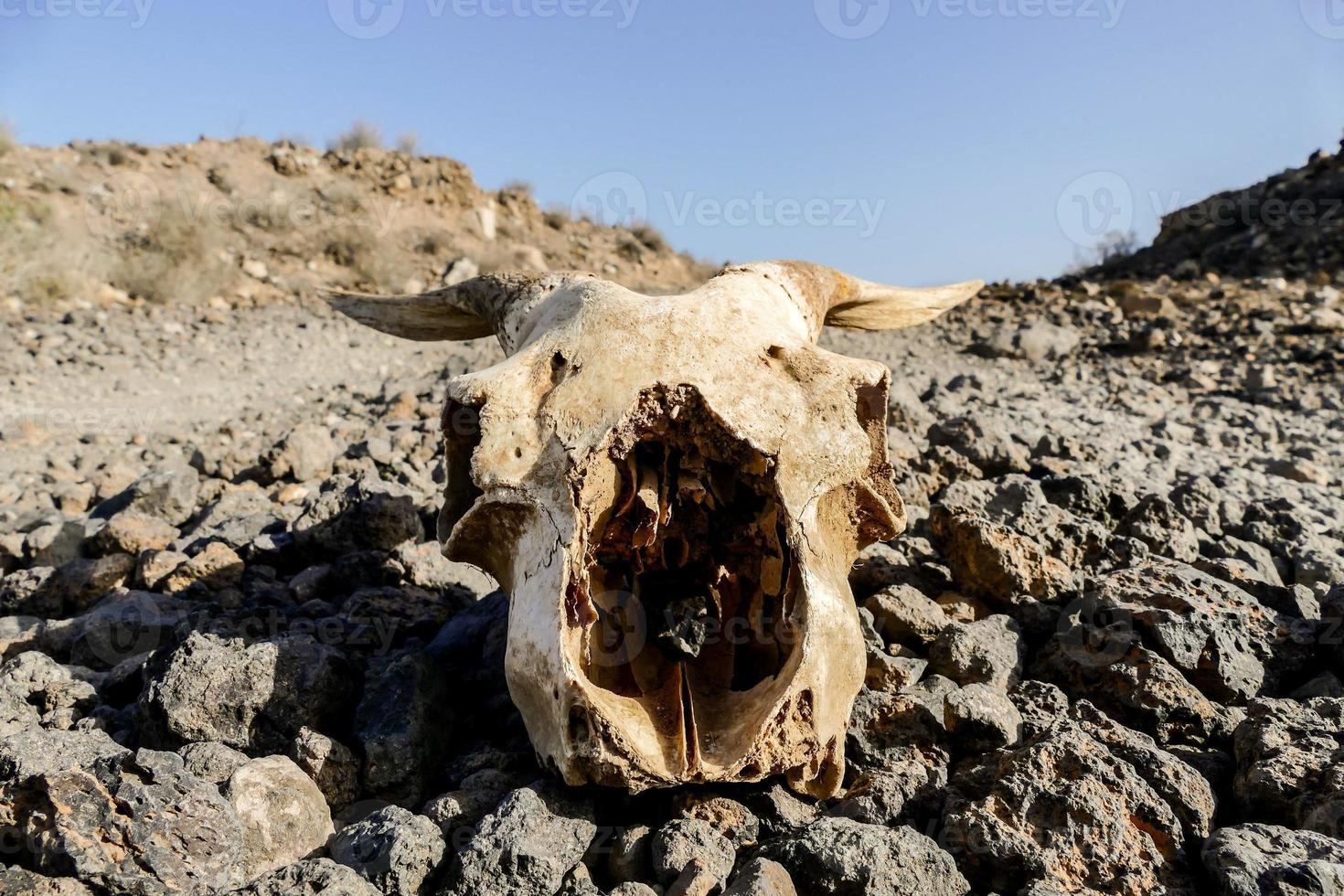 An animal skull photo