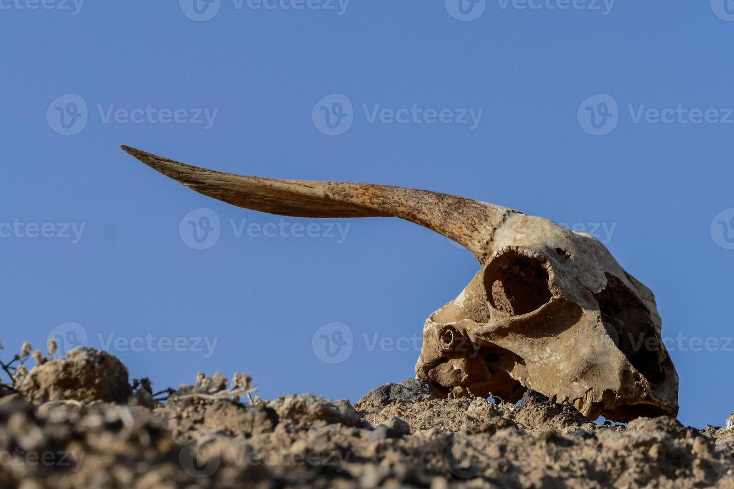 An animal skull photo