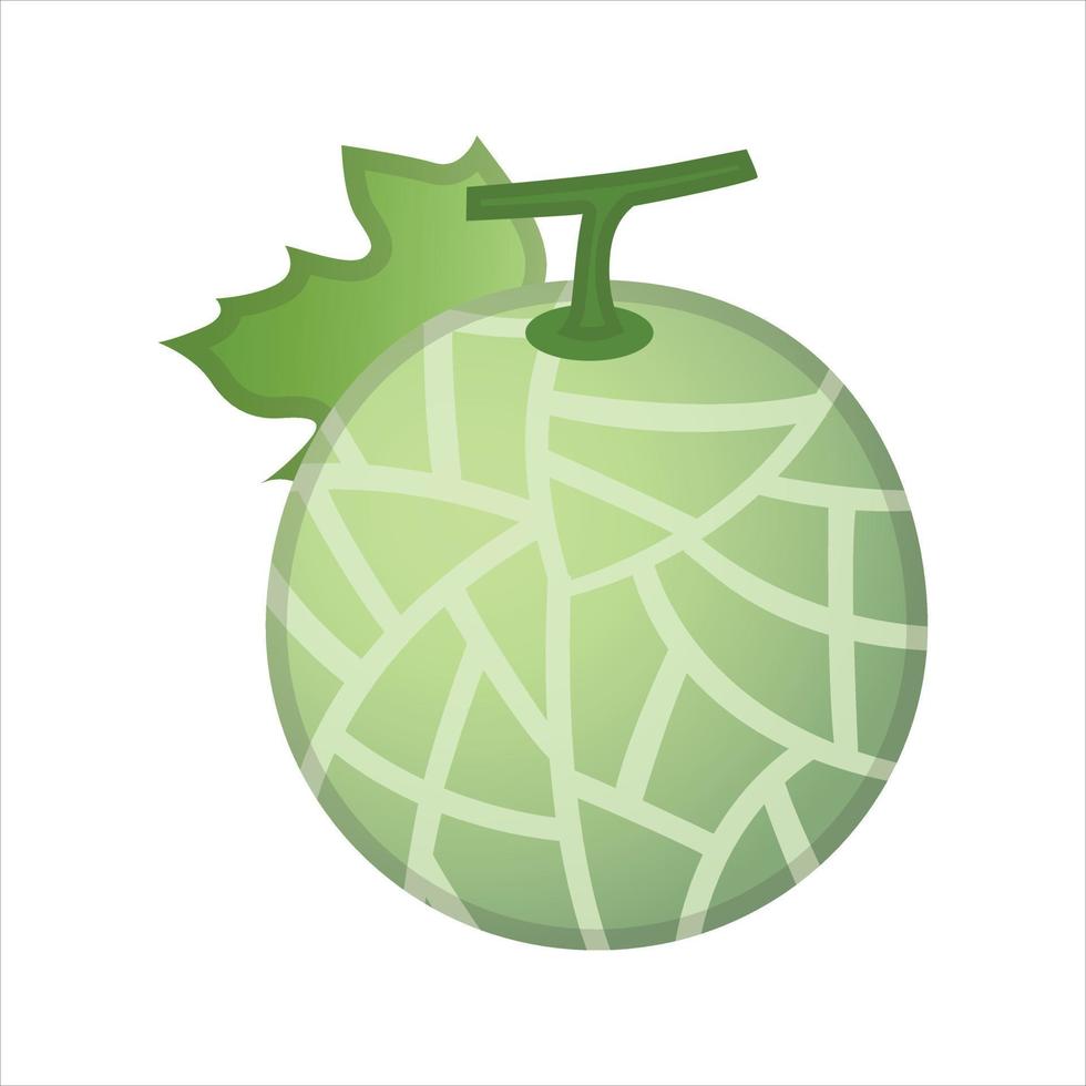 Melon Illustration Vector