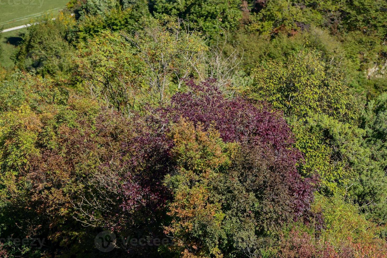 Background with trees photo