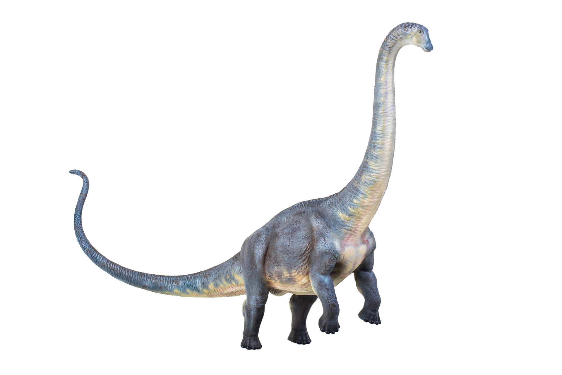 Free dinosaurio , brontosaurio aislado antecedentes 22609502 PNG with