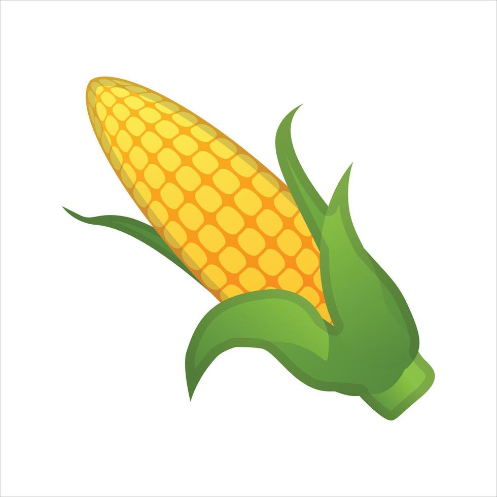 Corn Illustration Vector