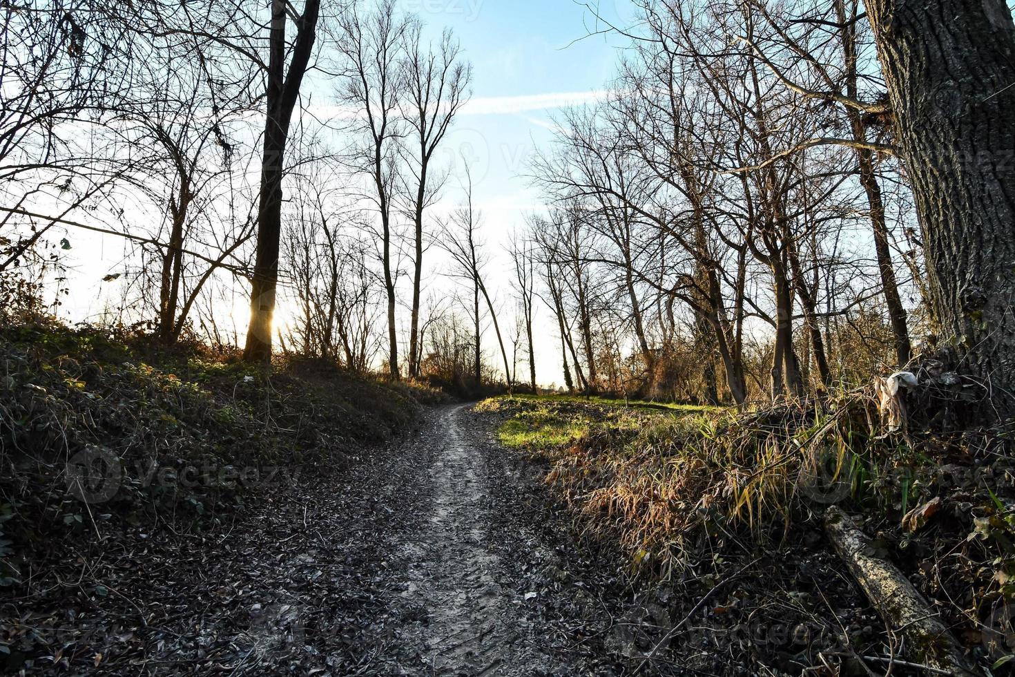 Background with trees photo