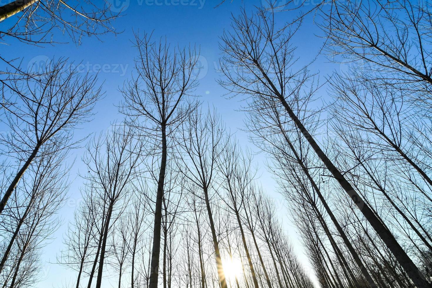 Background with trees photo