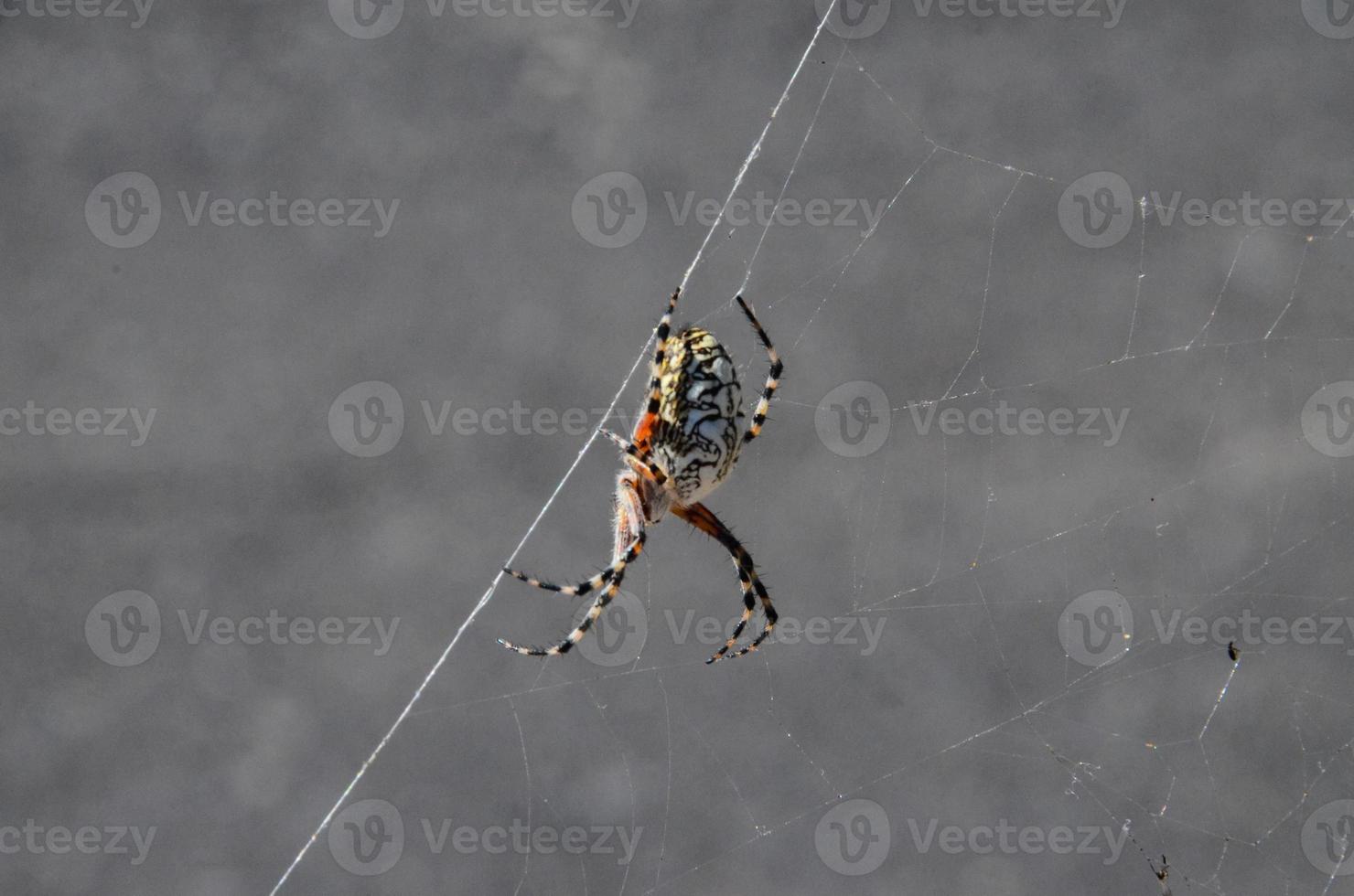 Spider in the web photo