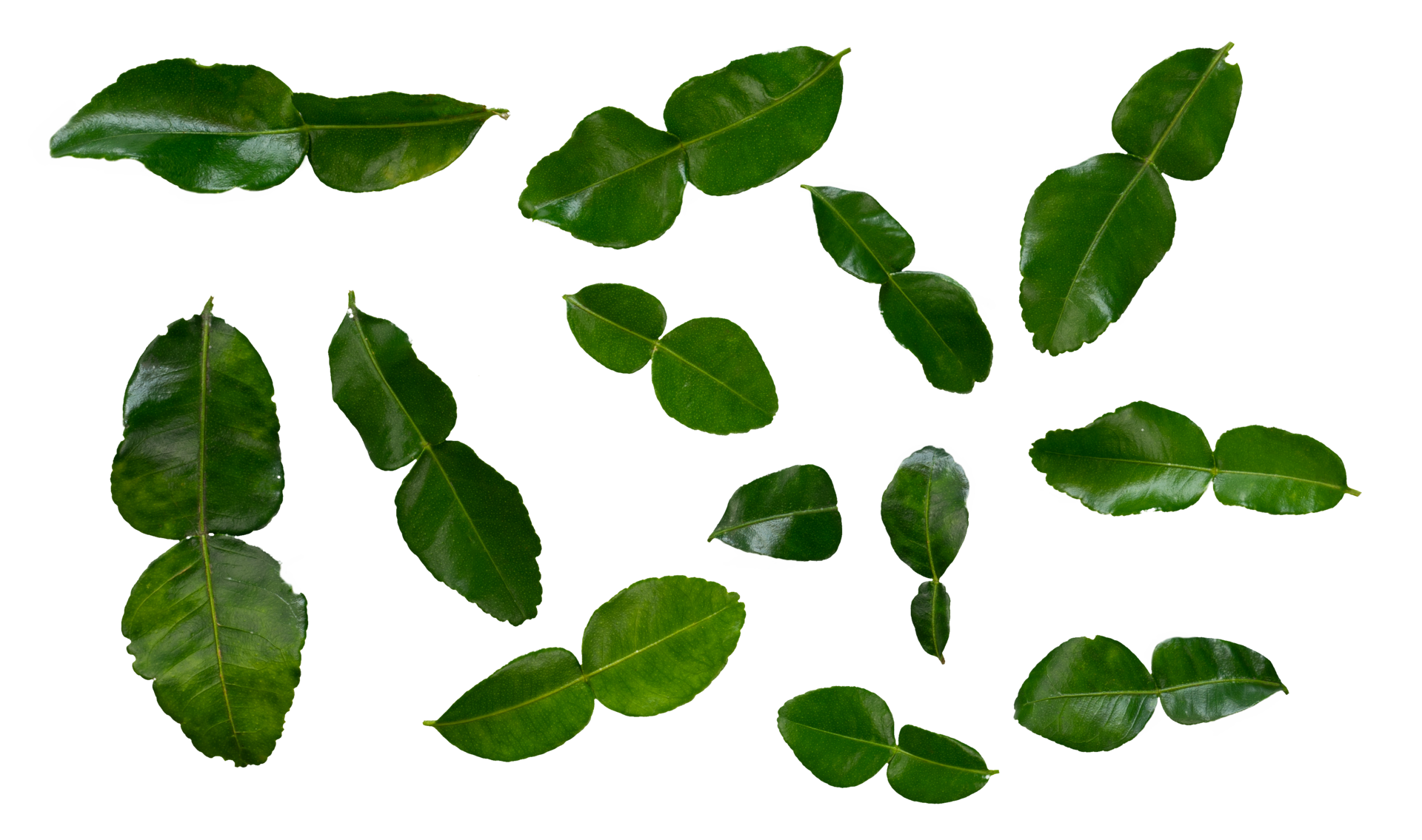 Set Of Lime Leaves Isolated For Spice Element 22609843 PNG