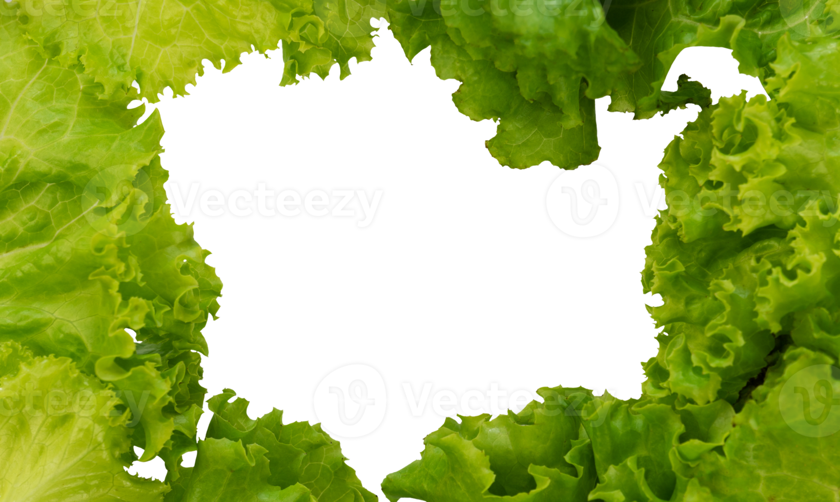 Fresh lettuce frame for vegetable copy space png