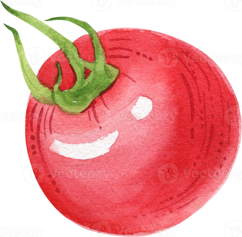 Vegetables Watercolor Illustration png