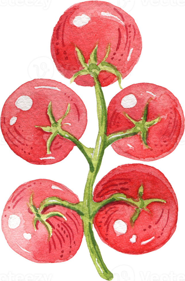 vegetales acuarela ilustración png