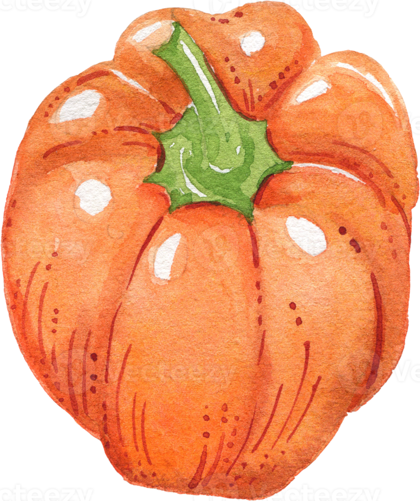 Vegetables Watercolor Illustration png