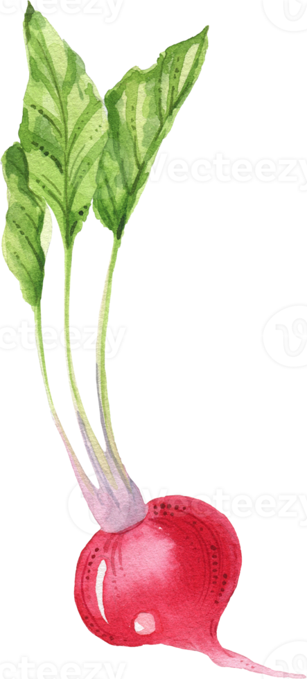 Vegetables Watercolor Illustration png