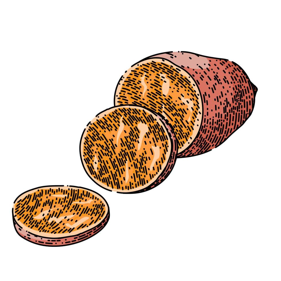 sweet potato cut sketch hand drawn vector