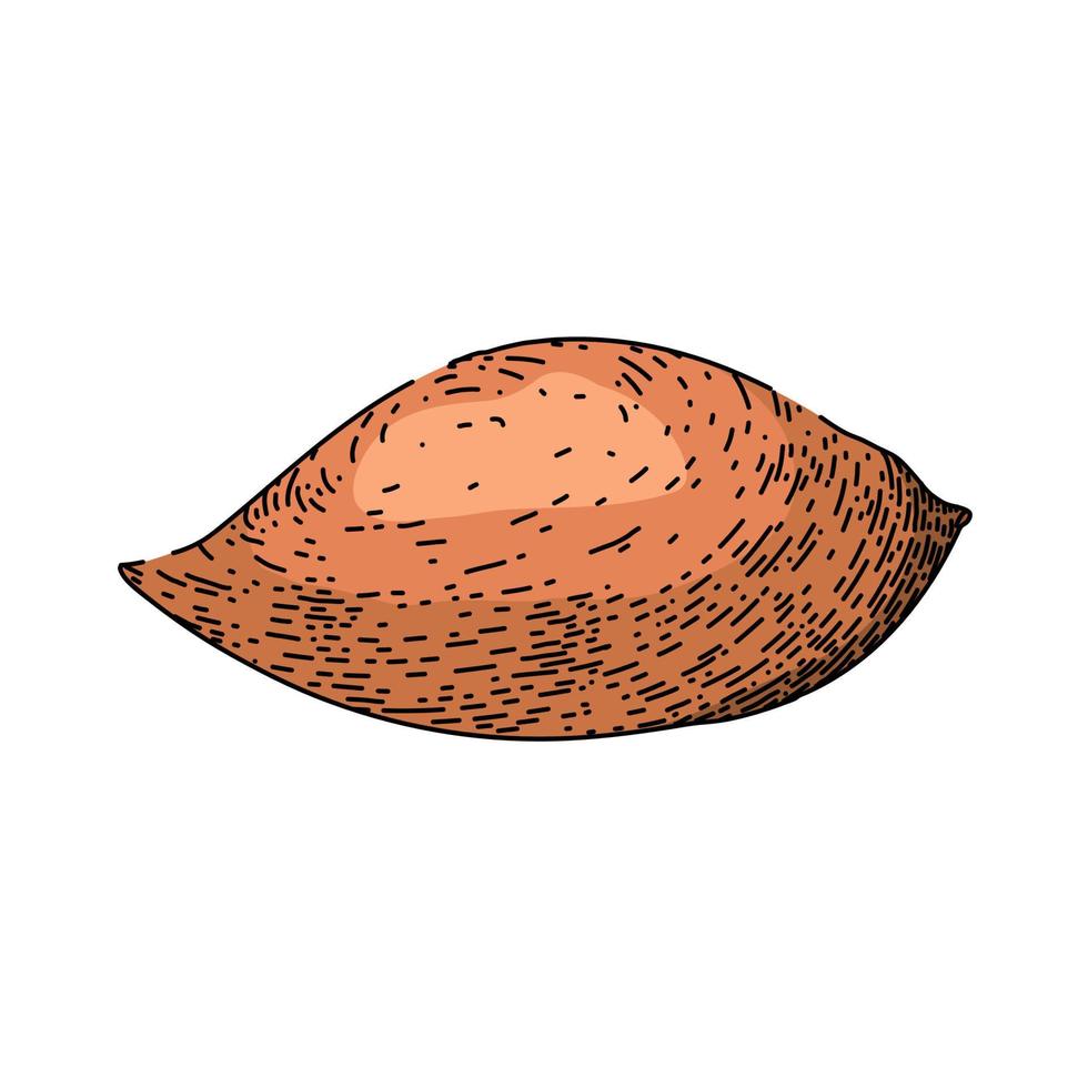 sweet potato orange sketch hand drawn vector