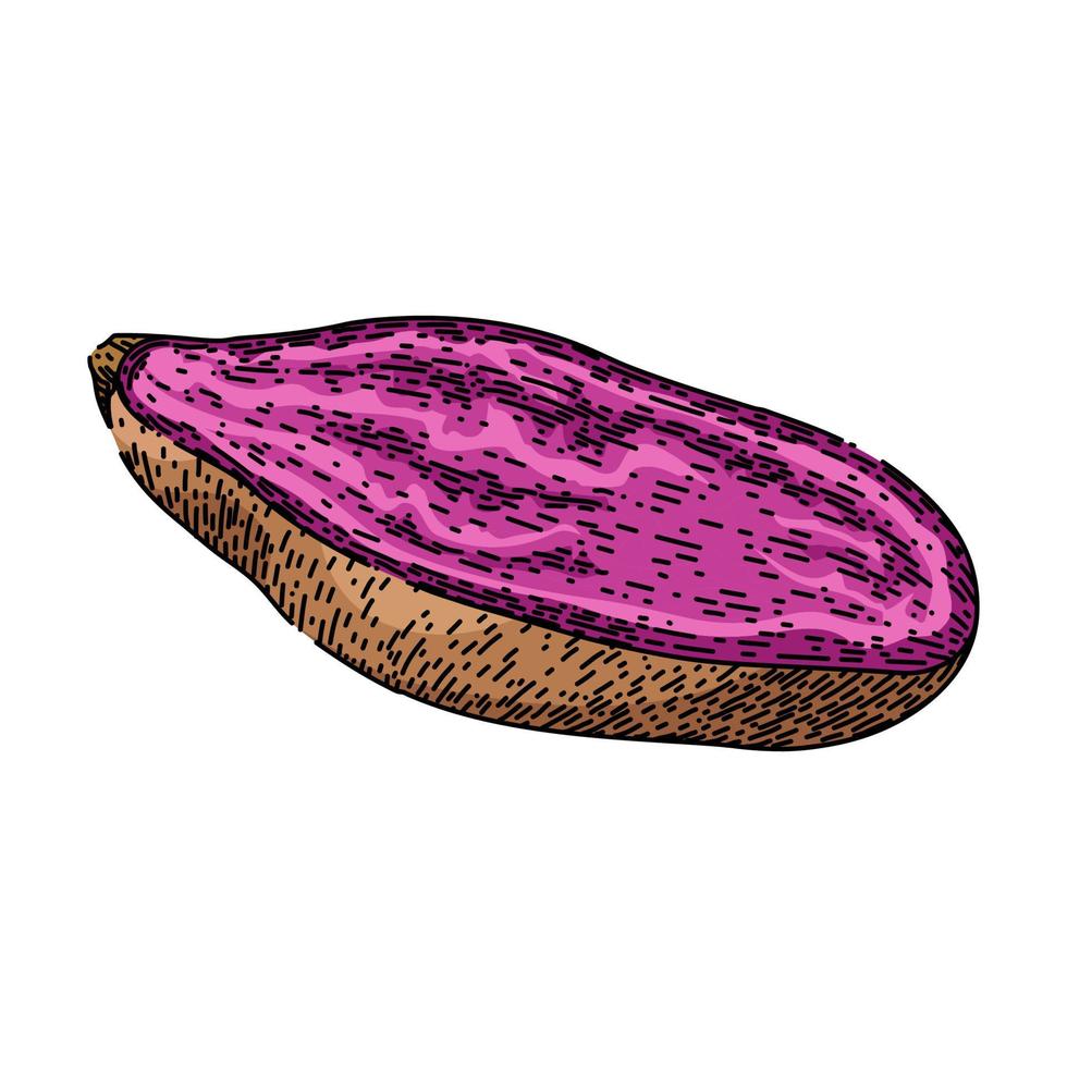 sweet potato purple sketch hand drawn vector