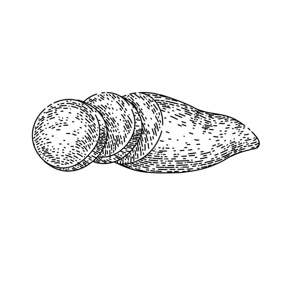 sweet potato food sketch hand drawn vector