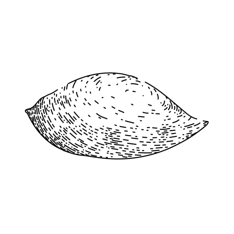 sweet potato orange sketch hand drawn vector