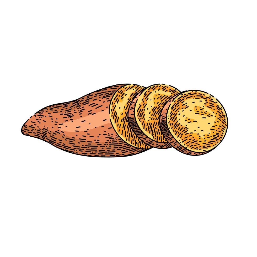 sweet potato food sketch hand drawn vector