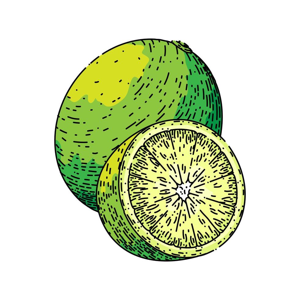 Lima rebanada Fruta bosquejo mano dibujado vector