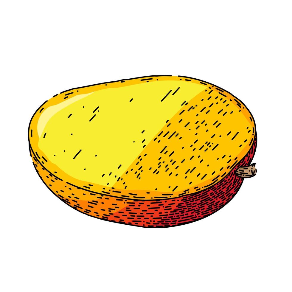 mango fruit cut sketch hand drawn vector
