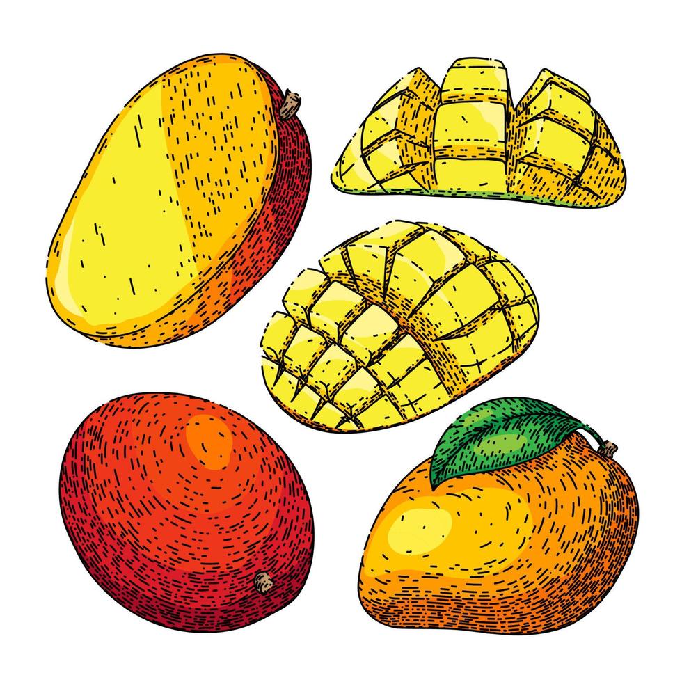 mango Fruta hoja conjunto bosquejo mano dibujado vector
