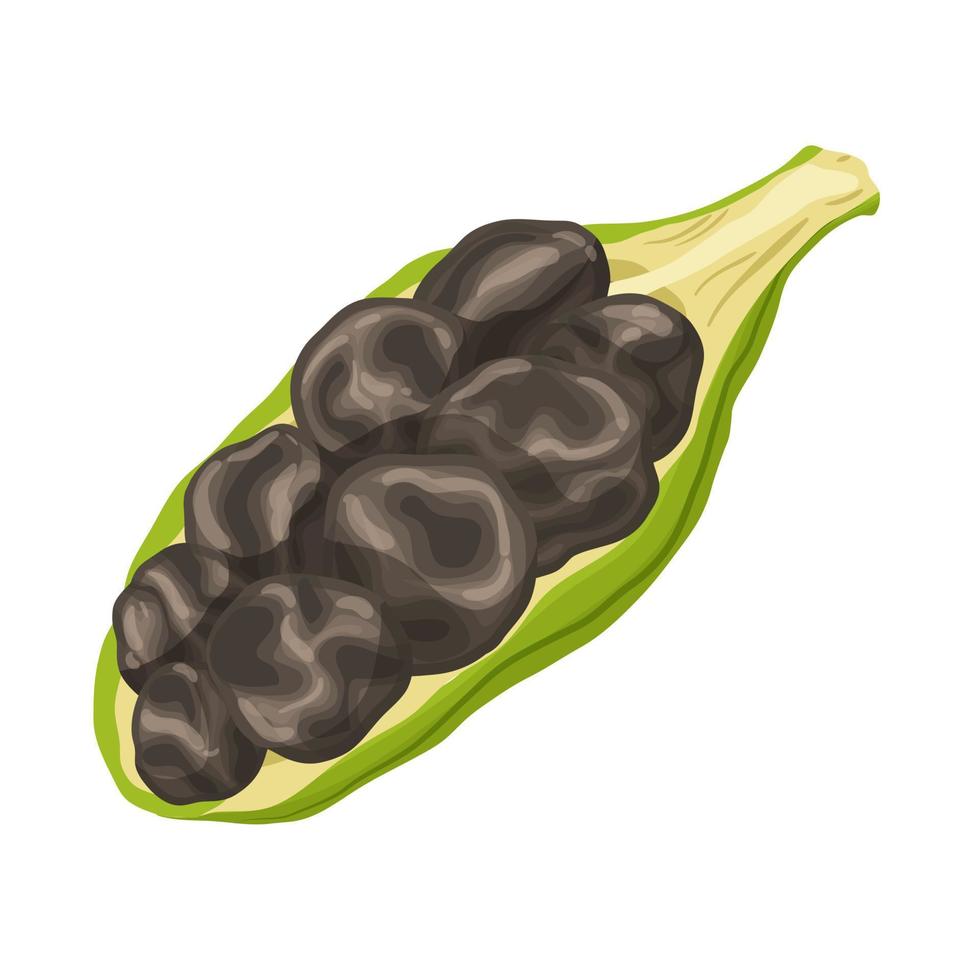 cardamomo semilla especia dibujos animados vector ilustración