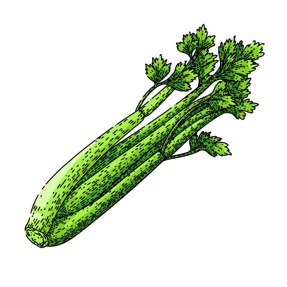 celery green sketch hand drawn vector