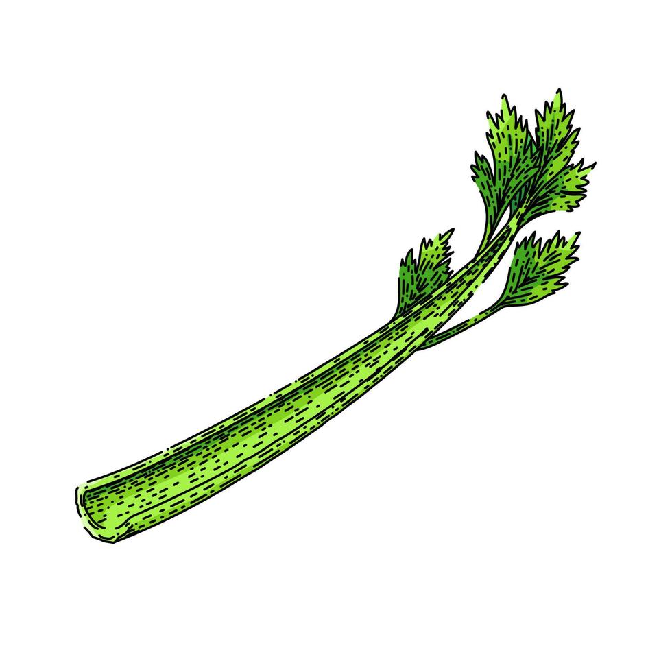 celery vegetable sketch hand drawn vector