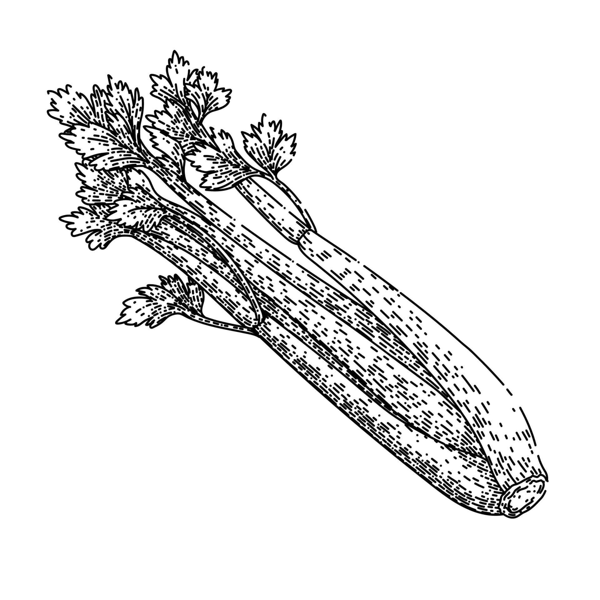 celery green sketch hand drawn vector 22610618 Vector Art at Vecteezy