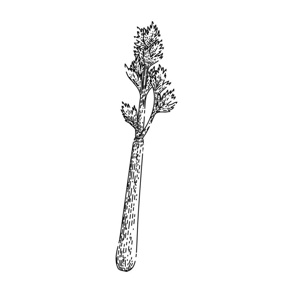 celery leaf sketch hand drawn vector