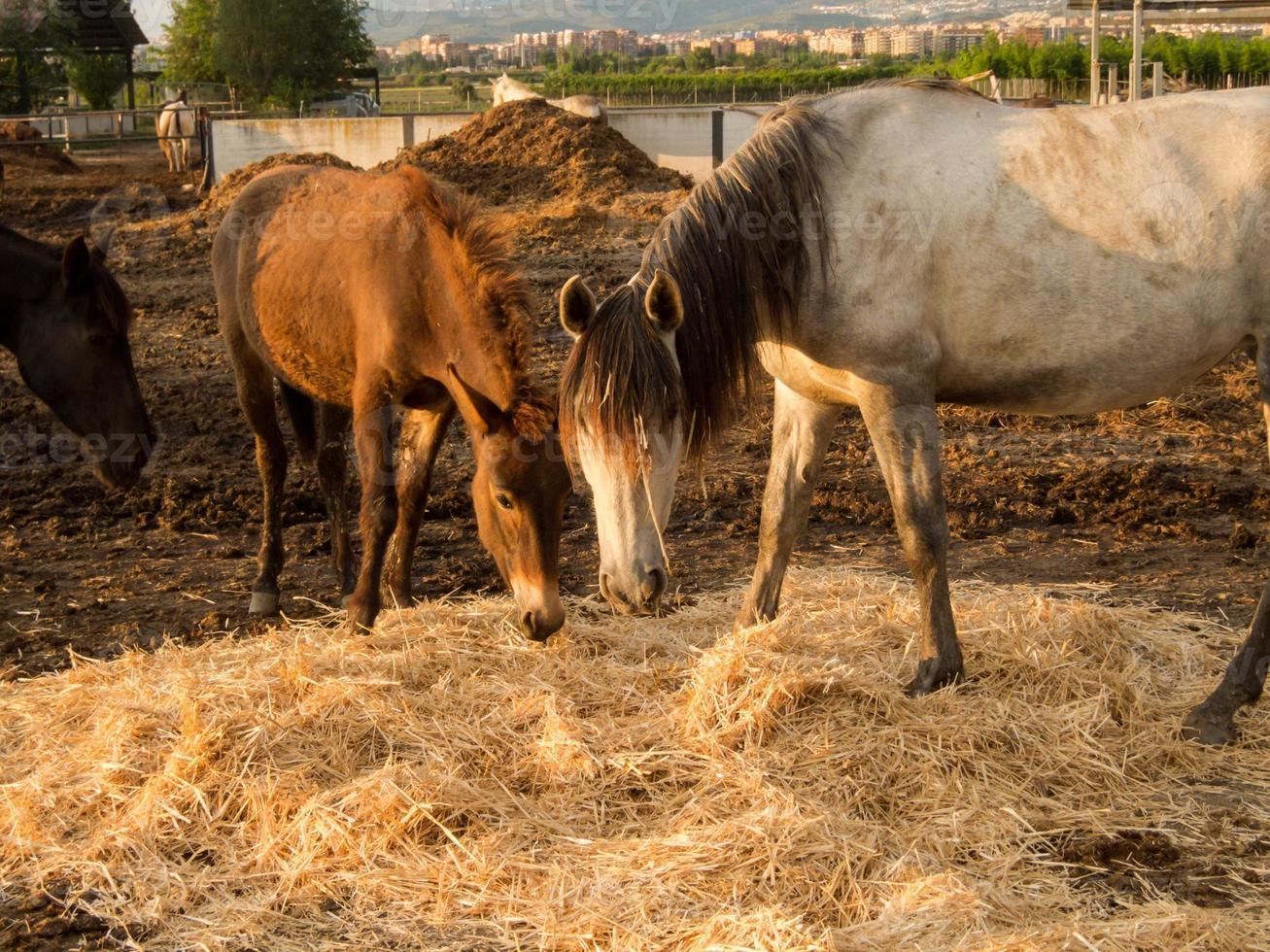 Horse at the firm photo