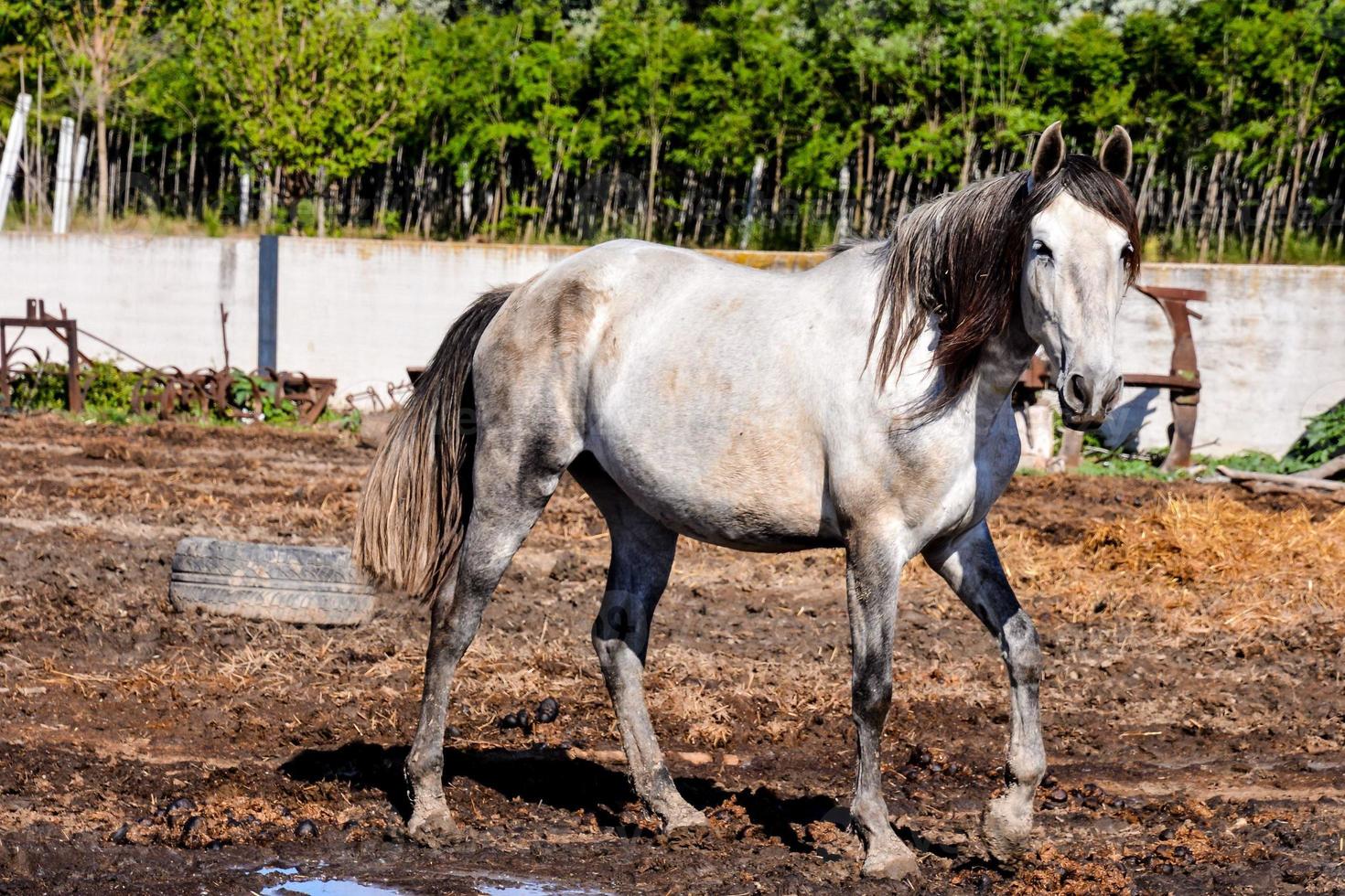 caballo a el firma foto