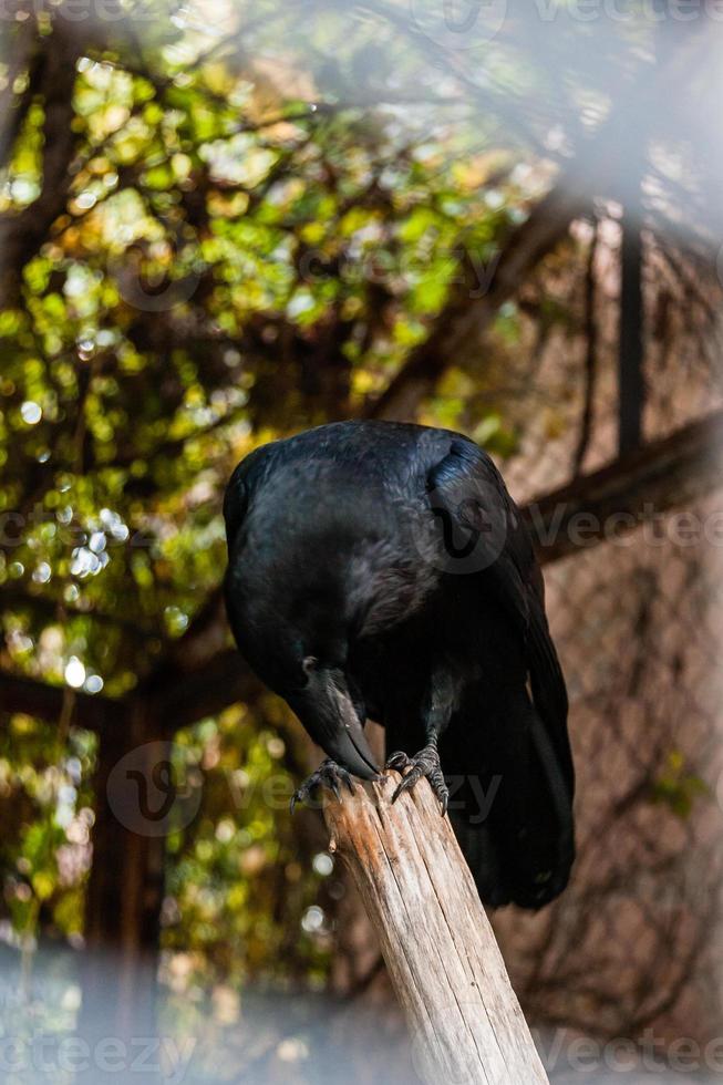 Big Black Raven sitting on a close-up branch photo