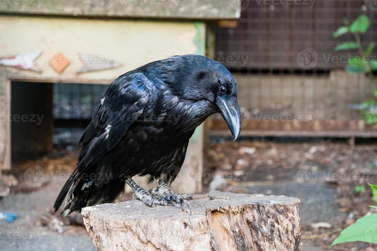 Beautiful black crows sit on a stump photo