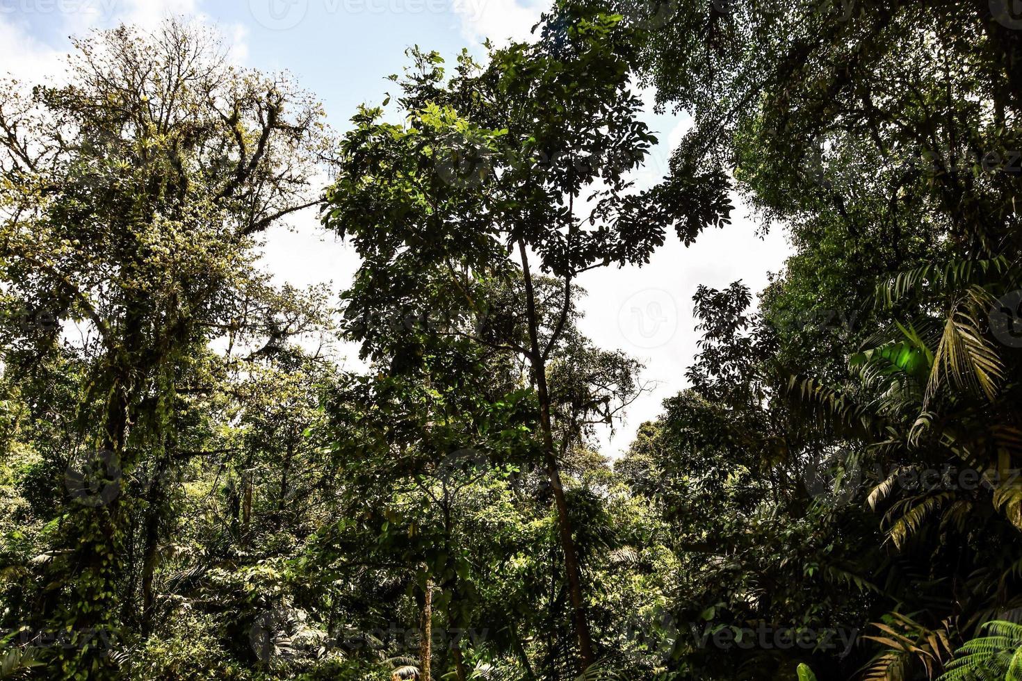 Background with trees photo