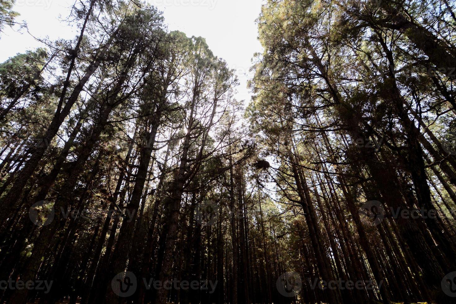 escénico bosque paisaje foto